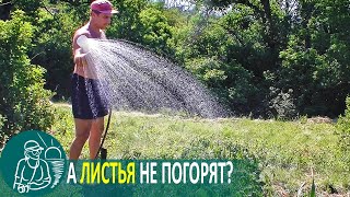 Полив в жару холодной водой ???? Польза или вред для растений ???? Эксперимент Гордеевых