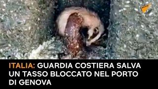 Italia: Guardia Costiera salva un tasso bloccato nel porto di Genova