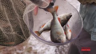 Про Рыбалку. Ловля Окуня и Судака спиннингом с берега. Осень, Камплица