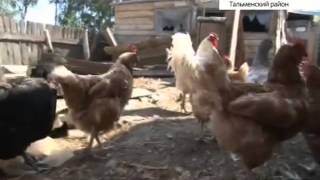 Чупакабра в Озерках