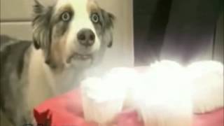 Animais Dramáticos