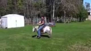 Just a little pony ride