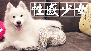 ＜1日1片＞Horlick著黑絲超超超可愛