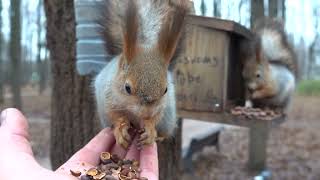 Покормил бельчат / Feeding young squirrels