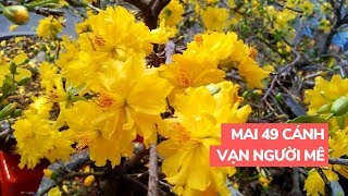 Cận cảnh mai vàng 49 cánh người dân Cần Thơ mê mẩn