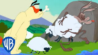 Looney Tunes in italiano ???????? | Come (non) catturare le pecore 