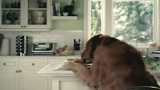 Intelligenter Hund