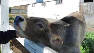 Cow Acts Like Dog