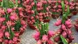 Trick Menanam Buah Naga Di lahan sempit  Agar Cepat Bertunas Dan Berbuah Lebat