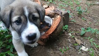 ADORABLE FARMER PETS. HAPPY PUPPIES. - ANJING PETANI SUKANYA TINGGAL DI GUDANG, SUKA MAIN KOTOR.