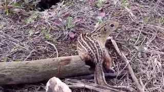 Ground squirrel in foothold
