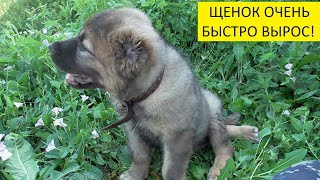 Моя Мэри за 4 месяца превратилась в "медведя"! 
