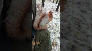 Ушастик на плече / Ushastik on the shoulder