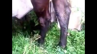 Копия видео "Молоко парное капает на траву бесплатно"