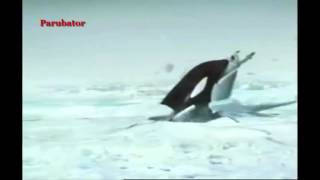 КАСАТКА СОЖРАЛА РЫБАКА