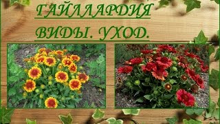 Гайллардия - тысячи солнечных лучиков. Виды. Уход.