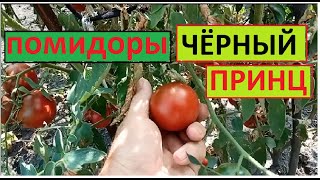 ПОМИДОРЫ Черный Принц, какие же они на вкус