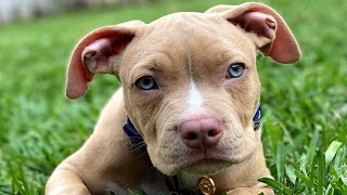 Someone dumped him in public restroom. It's the best thing that happened to him.