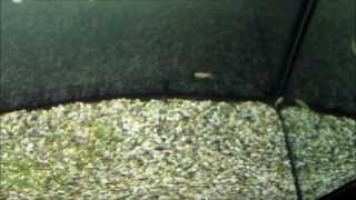 Medaka (Oryzias latipes) in acquario - Japanese Rice Fish - メダカ Himedaka
