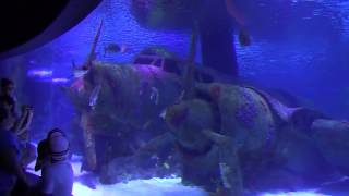 Затонувший самолет и акулы. Океанариум, Анталья, Турция.Sunken aircraft and sharks. Oceanarium