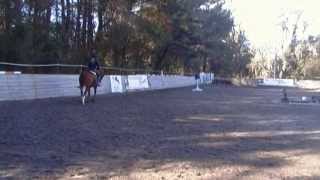 Dijo - 9 YO, 15.3H warmblood cross gelding