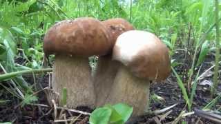 Белый гриб. Наблюдение за ростом. Развитие в течение шести дней. Boletus Edulis in Siberia Russia