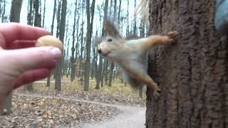 Кормлю бельчат / I feed young squirrels