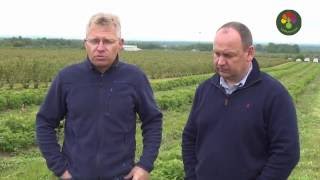 Ochrona malin na plantacjach polowych