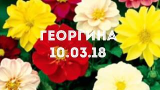 Георгина 10.03.18 Перевалка низкорослых Георгин