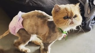 Senior cat's heartbreaking journey after finding forever home