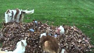 Borzoi Leaf Pile Attack