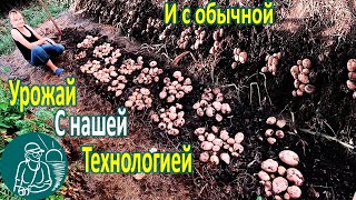 ???? Урожай картофеля в технологии Гордеевых и без Сравнение разной посадки и выращивания картофеля