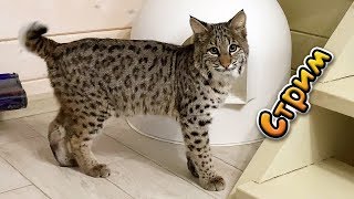 Бобкэт Луна и рысенок Руфи в прямом эфире!