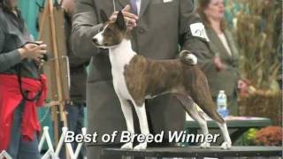 The 2011 Basenji National Specialty