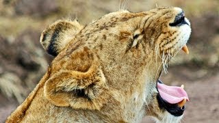 Атака Больших Кошек Nat Geo WILD (2012)