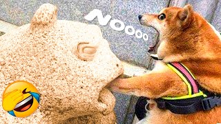 Best Funny Animal Videos 2022 - Funniest And Cute Cats And Dogs Videos