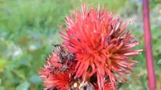 Castor oil plant - Ricinus Impala - Olíuplanta - Eiturjurt - Skrautplanta