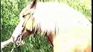 Лошади России Die Pferde Russlands Horses Russia Русская-тяж