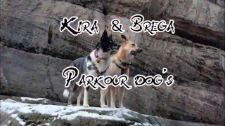Kira & Brega - Parkour Dogs ( TretStyle )