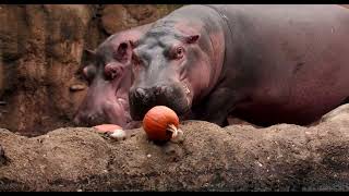 Hippo Pumpkin Fun - Cincinnati Zoo