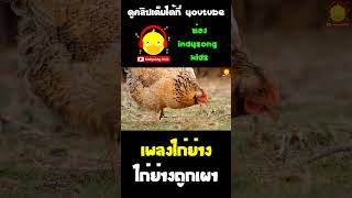 เพลงไก่ย่างถูกเผา #shorts #เพลงเด็ก #indysongkids