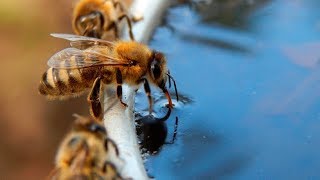 ► Vorm Flugloch - Wasserstelle für durstige Sammlerinnen