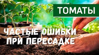Ошибки при посадке томатов!