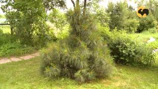 Сад в сине-желтой гамме. Ландшафтные хитрости 80