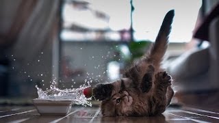 KITTENS ?  Funny Kittens Compilation (HD) [Funny Pets]