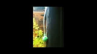 Sistema CO2 per acquario (fatto in casa)