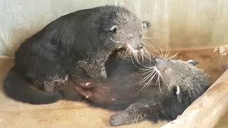Binturong - Bearcat Mating