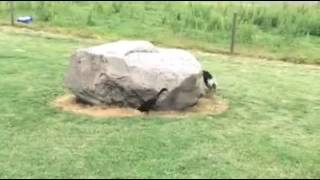 Duck Chasing A Dog