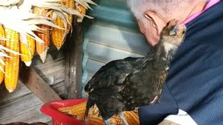 ANAK ANGKAT MENUNGGU MAKAN JAGUNG. AYAM JINAK MILIK TETANGGA. #Shorts