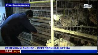 Успешный семейный бизнес – перепелиная ферма
